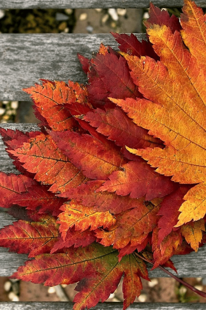 fall wallpaper for iphone 5
